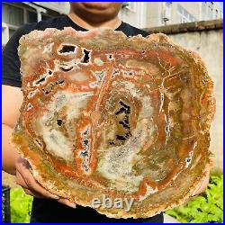 17.90lb Large Natural Petrified Wood Crystal Fossil Slice Shape Specimen Healing