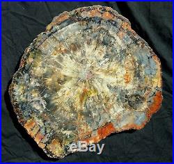 17 Gem Quality Fossil Petrified Wood Round Arizona Chinle Blue Red Colors #5