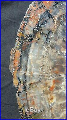 17 Gem Quality Fossil Petrified Wood Round Arizona Chinle Blue Red Colors #5