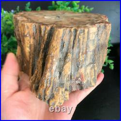 1800g Top Natural Petrified Wood Crystal Polished Slice Madagascar 26