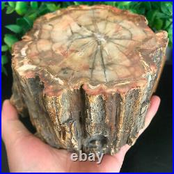 1800g Top Natural Petrified Wood Crystal Polished Slice Madagascar 26
