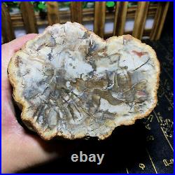 1840g Beautiful Polished Petrified Wood Crystal Slice Madagascar my1357