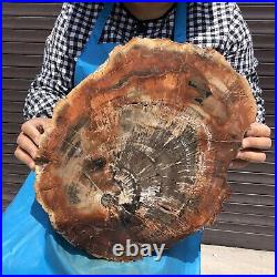 18.1LB Natural Petrified Wood Fossil Crystal Polished Slice Madagascar 17
