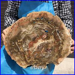 18.28LB Natural Petrified Wood Fossil Crystal Polished Slice