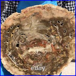 18.28LB Natural Petrified Wood Fossil Crystal Polished Slice- Madagascar
