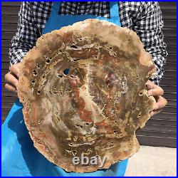 18.28LB Natural Petrified Wood Fossil Crystal Polished Slice Madagascar 21