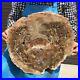 18_28LB_Natural_Petrified_Wood_Fossil_Crystal_Polished_Slice_Madagascar_2592_01_guf