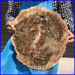 18.28LB Natural Petrified Wood Fossil Crystal Polished Slice Madagascar 2592