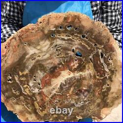 18.28LB Natural Petrified Wood Fossil Crystal Polished Slice Madagascar 2592