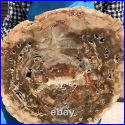 18.28LB Natural Petrified Wood Fossil Crystal Polished Slice Madagascar 2592