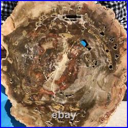 18.28LB Natural Petrified Wood Fossil Crystal Polished Slice Madagascar 2592