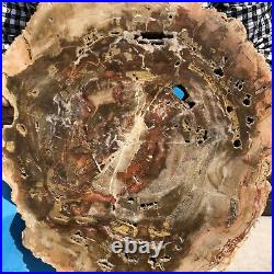 18.28LB Natural Petrified Wood Fossil Crystal Polished Slices Healing HH21