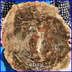 18.28LB Natural Petrified Wood Fossil Crystal Polished Slices Healing HH21