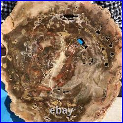 18.28LB Natural petrified wood fossil crystal polished slice Madagascar 21