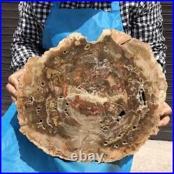 18.28LB Natural petrified wood fossil crystal polished slice Madagascar 21