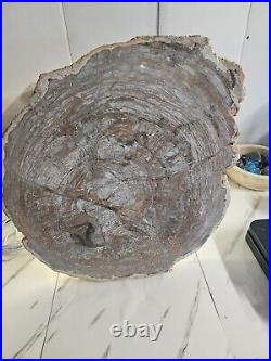 18.56LB Natural Petrified Wood Fossil Crystal Polished Slice Madagascar 29