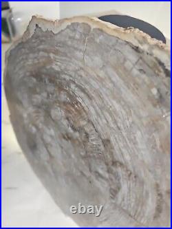 18.56LB Natural Petrified Wood Fossil Crystal Polished Slice Madagascar 29