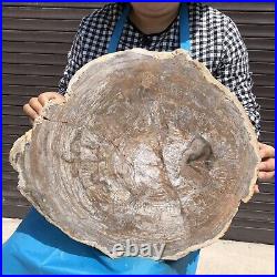 18.56LB Natural petrified wood fossil crystal polished Madagascar