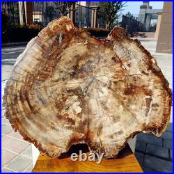 18.5 Rare Big PETRIFIED WOOD FOSSIL Slice for Table Display Madagascar H638
