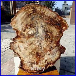 18.5 Rare Big PETRIFIED WOOD FOSSIL Slice for Table Display Madagascar H638