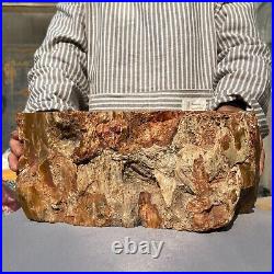 19800g Huge Stumps Petrified Wood Fossilized Agatized Display Rough Specimen