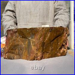 19800g Huge Stumps Petrified Wood Fossilized Agatized Display Rough Specimen