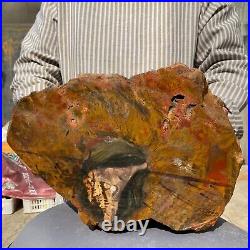 19800g Huge Stumps Petrified Wood Fossilized Agatized Display Rough Specimen