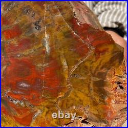 19800g Huge Stumps Petrified Wood Fossilized Agatized Display Rough Specimen