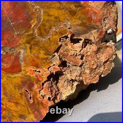 19800g Huge Stumps Petrified Wood Fossilized Agatized Display Rough Specimen