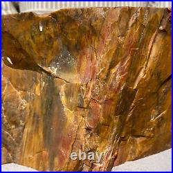 19800g Huge Stumps Petrified Wood Fossilized Agatized Display Rough Specimen