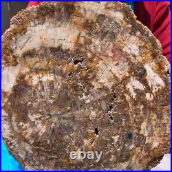 19.14LB Natural Petrified Wood Fossil Crystal Polished Slice Madagascar 1120