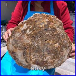 19.14LB Natural Petrified Wood Fossil Crystal Polished Slice Madagascar 1120