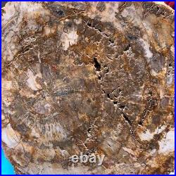 19.14LB Natural Petrified Wood Fossil Crystal Polished Slice Madagascar 1120