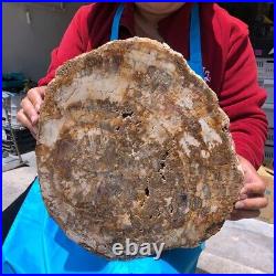 19.14LB Natural Petrified Wood Fossil Crystal Polished Slice Madagascar 1120