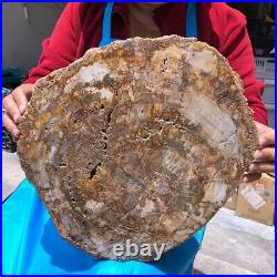 19.14LB Natural Petrified Wood Fossil Crystal Polished Slice Madagascar 1120