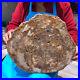 19_14LB_Natural_Petrified_Wood_Slab_Fossilized_Wood_Slice_Crystal_Gem_Specimen_01_yrm