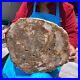 19_14LB_Natural_petrified_wood_fossil_crystal_polished_slice_Madagascar_1120_01_rci