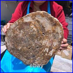 19.14LB Natural petrified wood fossil crystal polished slice Madagascar 1120