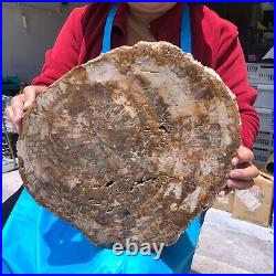 19.14LB Natural petrified wood fossil crystal polished slice Madagascar 1120