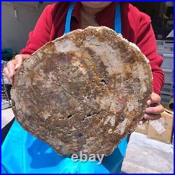 19.14LB Natural petrified wood fossil crystal polished slice Madagascar 1120