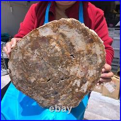 19.14LB Natural petrified wood fossil crystal polished slice Madagascar 1120