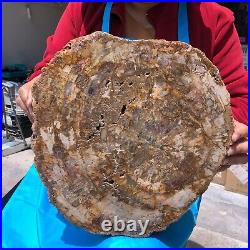 19.14LB Natural petrified wood fossil crystal polished slice Madagascar 1120