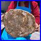 19_14lb_Natural_Petrified_Wood_Fossil_Crystal_Polished_Slice_01_at