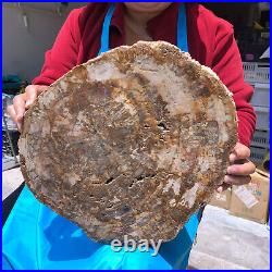 19.14lb Natural Petrified Wood Fossil Crystal Polished Slice