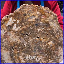 19.14lb Natural Petrified Wood Fossil Crystal Polished Slice