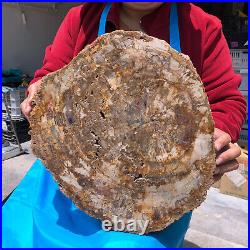 19.14lb Natural Petrified Wood Fossil Crystal Polished Slice