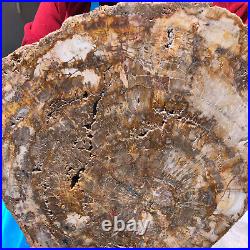 19.14lb Natural Petrified Wood Fossil Crystal Polished Slice