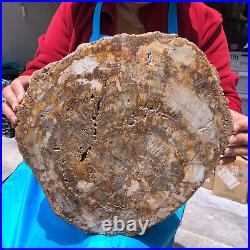 19.14lb Natural Petrified Wood Fossil Crystal Polished Slice