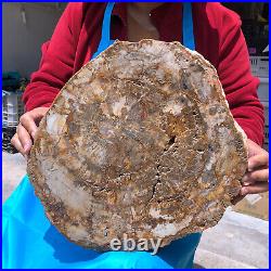 19.14lb Natural Petrified Wood Fossil Crystal Polished Slice