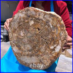 19.14lb Natural Petrified Wood Fossil Crystal Polished Slice